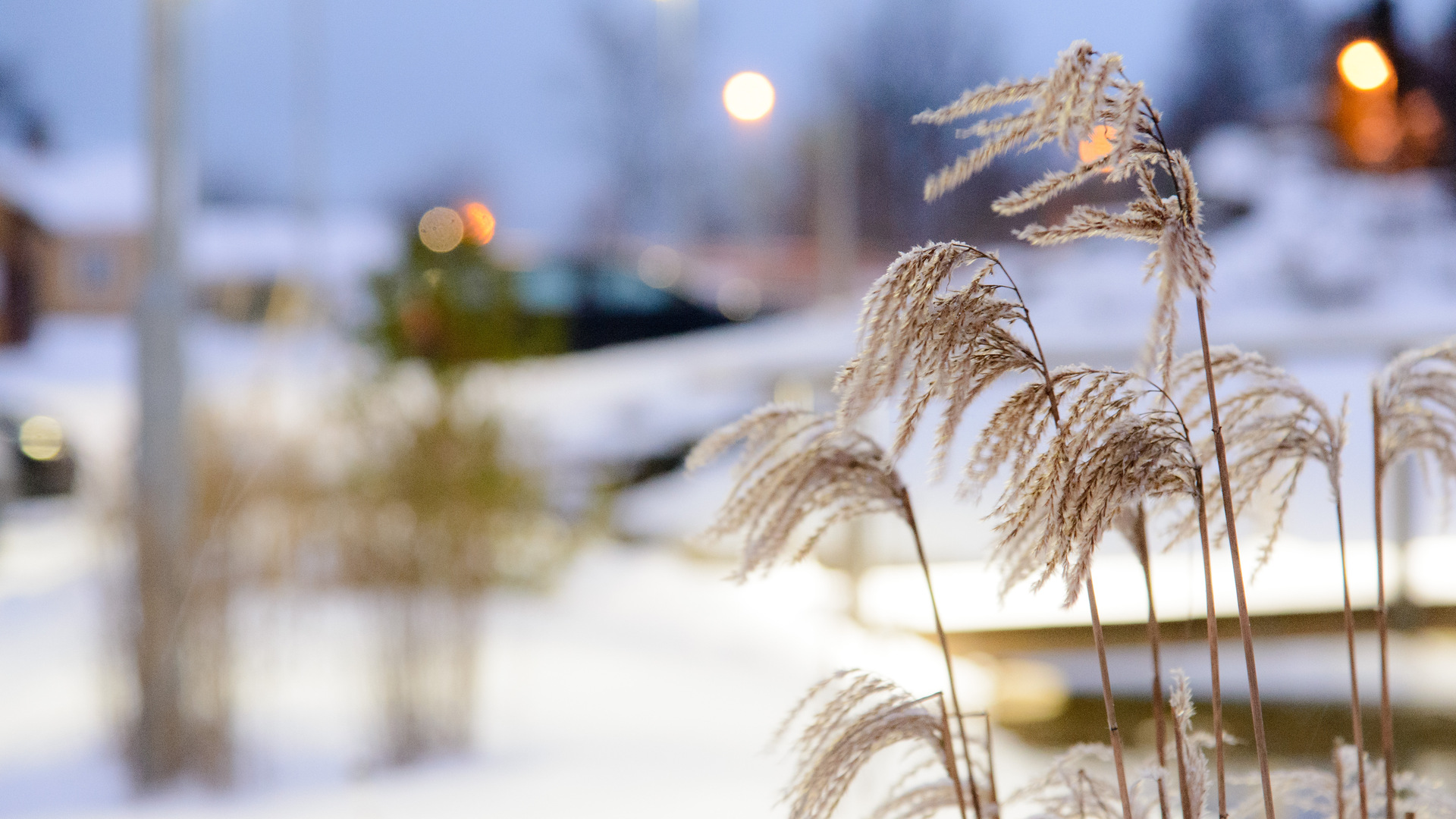 Vass i snölandskap