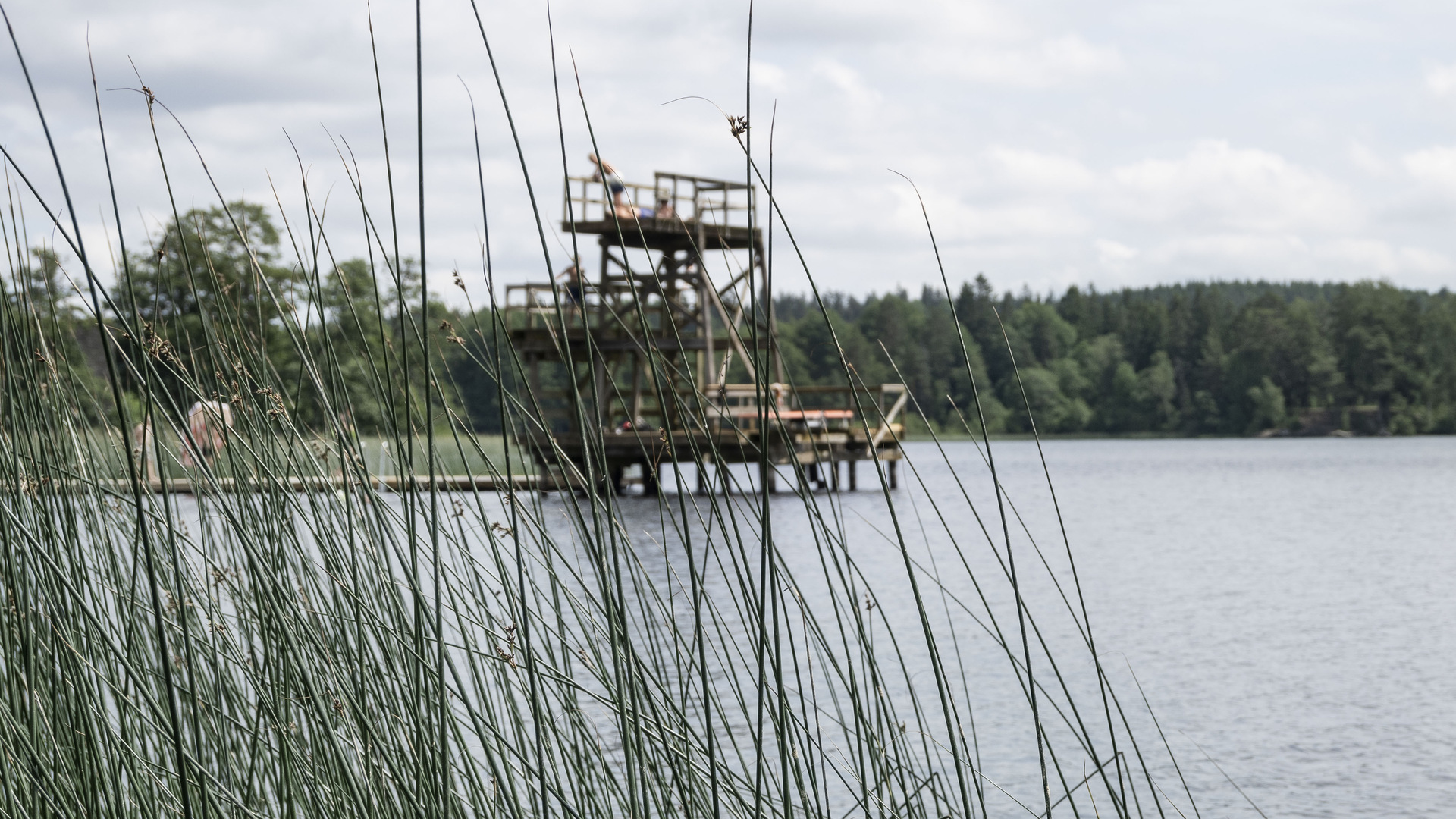 Hopptorn och brygga  i Eksjöhofgårdssjön med vass i förgrunden