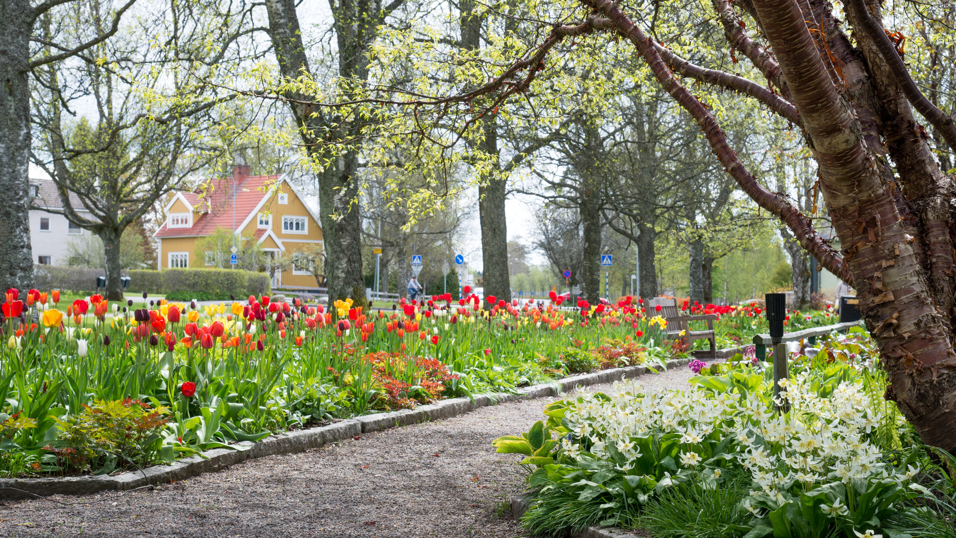 Tulpanplantering i Parken Kronan i Sävsjö