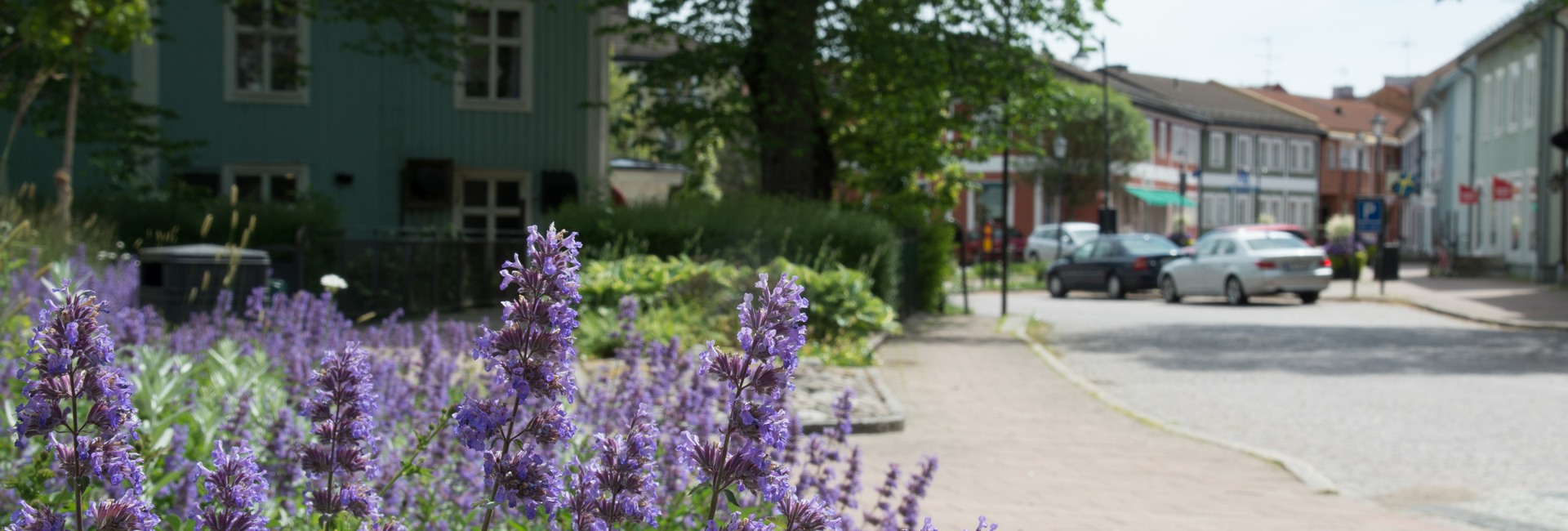 Lila blommor vid central gata i Sävsjö. 