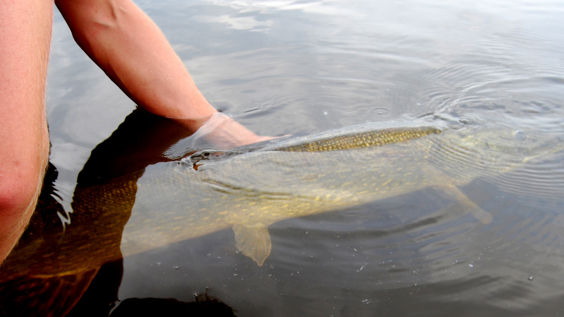 Fiske i Allgunnens FVO