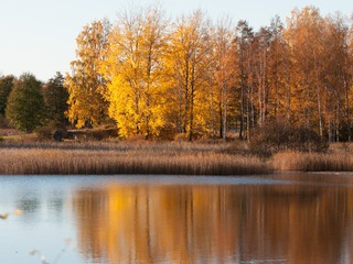 Höstmotiv mot strandkant