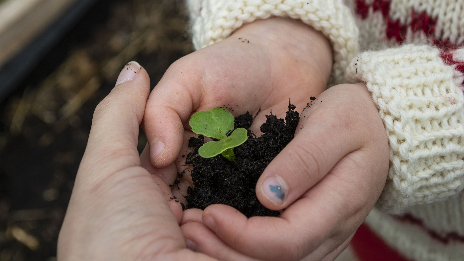 Barn håller i planta, vuxen håller handen