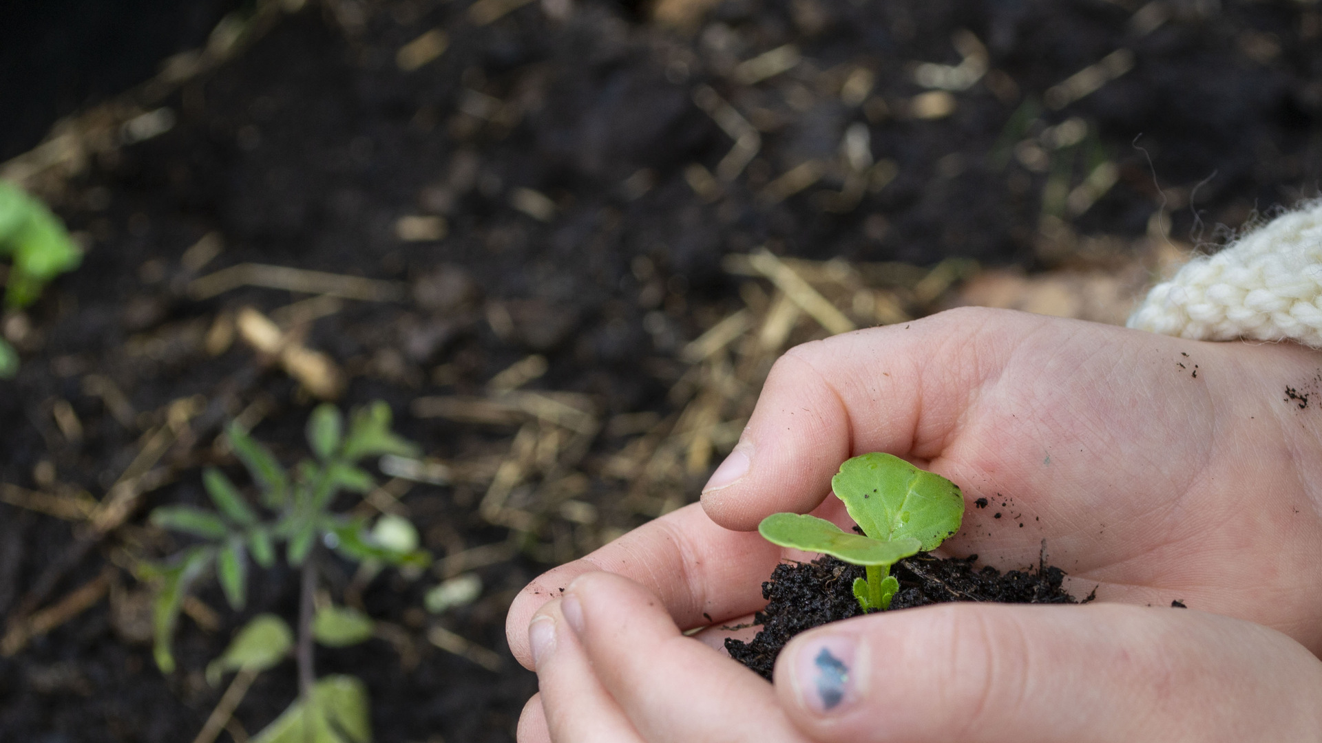 Barn håller i liten planta