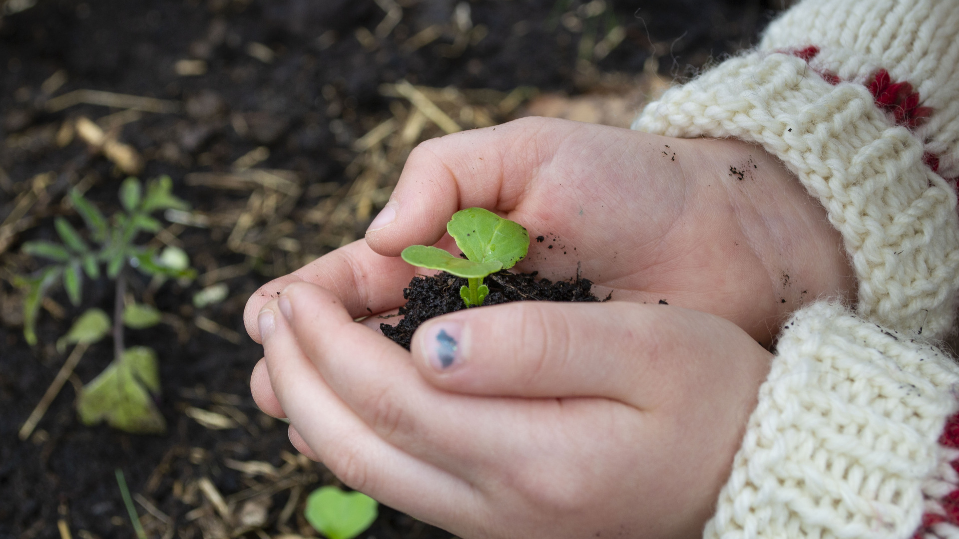 Liten grön planta i små händer