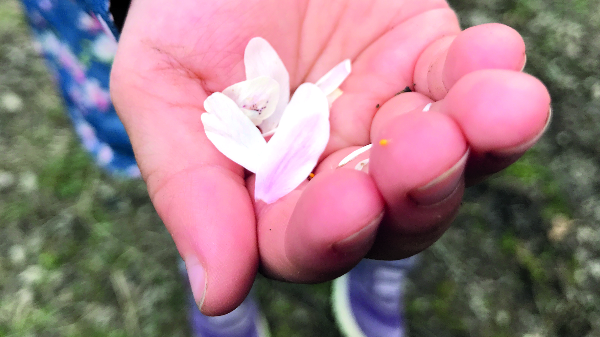 Liten flicka håller blomblad i handen.
