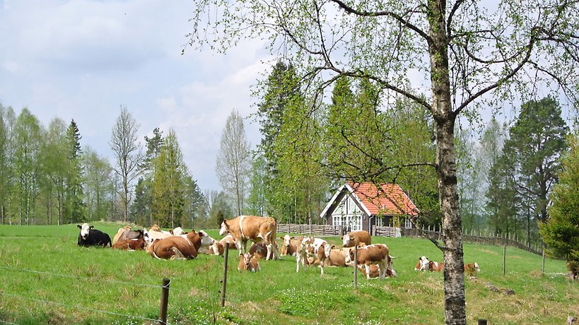 En åker med en flock kossor framför stugan.