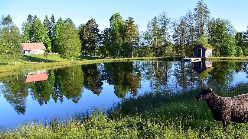 Stugan vid en vattensamling och en badstuga med brygga